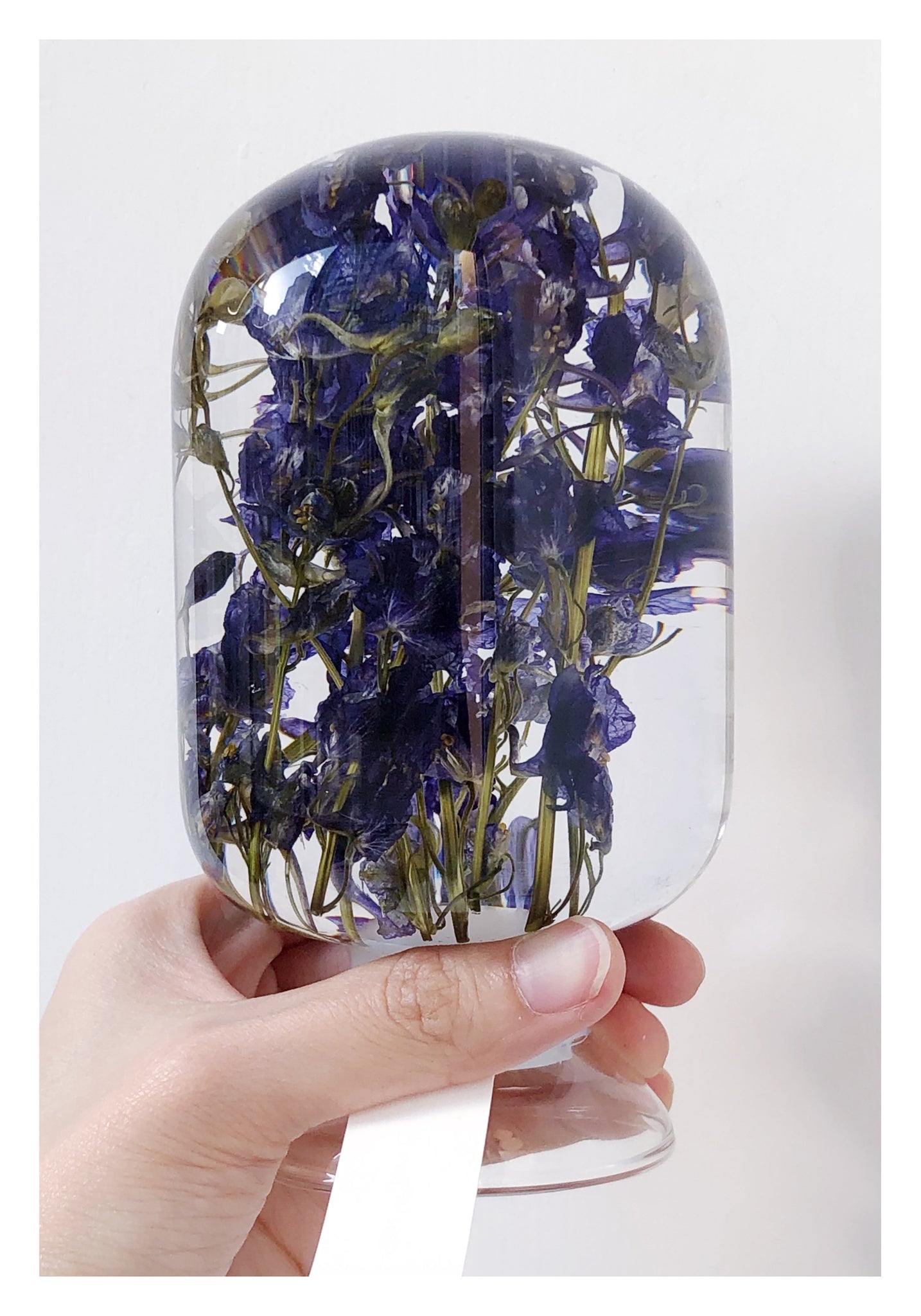 Pieces Of Time - Blue Delphinium - whoami