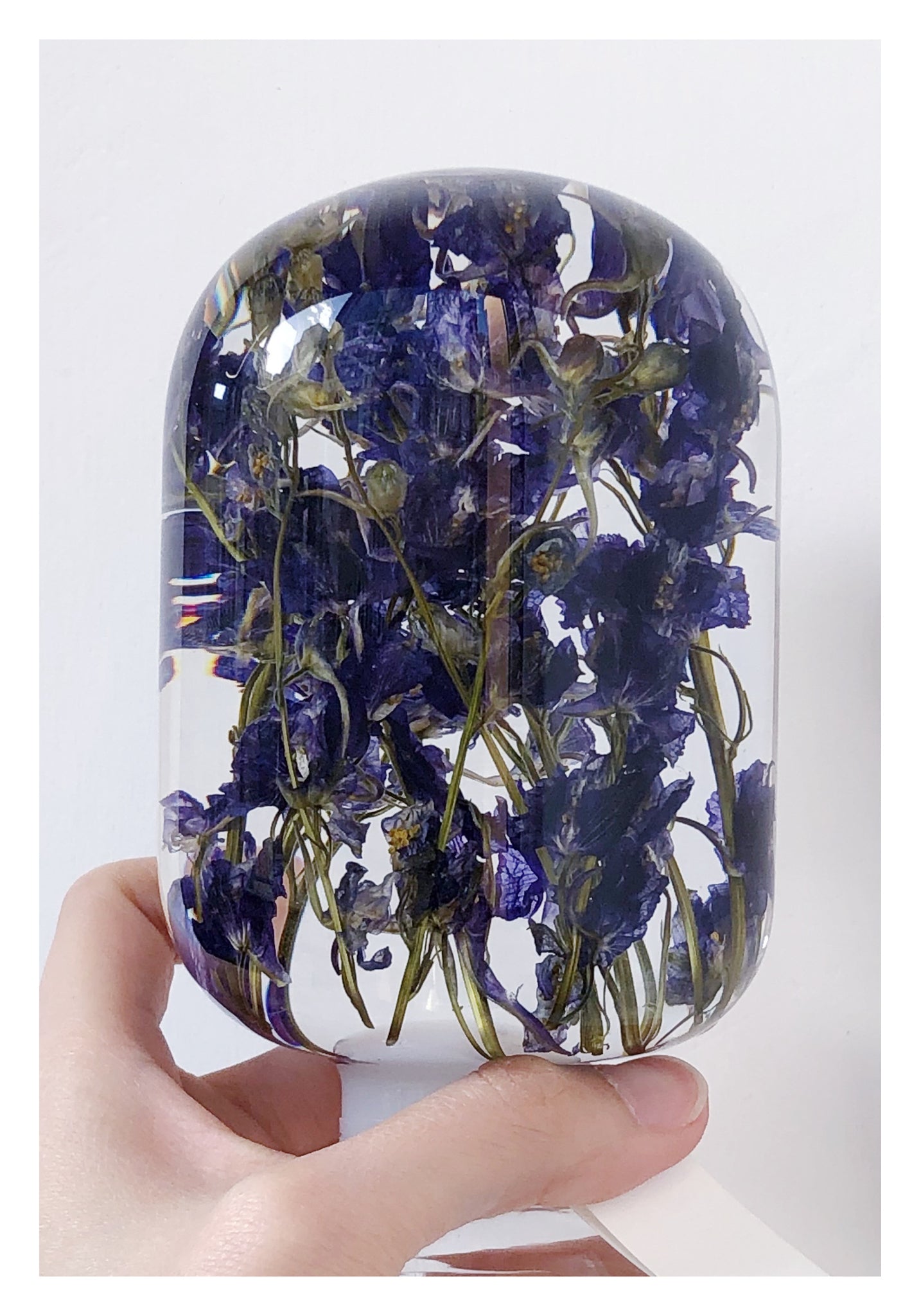 Pieces Of Time - Blue Delphinium - whoami